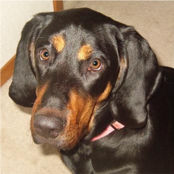 A dog image from https://images.dog.ceo/breeds/coonhound/n02089078_641.jpg