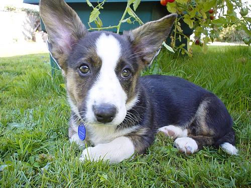 A dog image from https://images.dog.ceo/breeds/corgi-cardigan/n02113186_11400.jpg