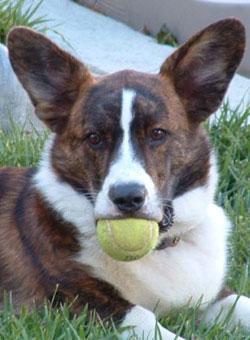 A dog image from https://images.dog.ceo/breeds/corgi-cardigan/n02113186_11789.jpg