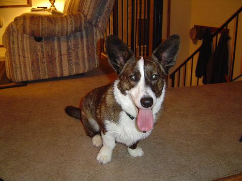 A dog image from https://images.dog.ceo/breeds/corgi-cardigan/n02113186_13484.jpg