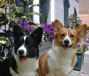 A dog image from https://images.dog.ceo/breeds/corgi-cardigan/n02113186_1612.jpg