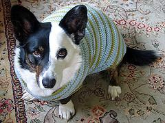 A dog image from https://images.dog.ceo/breeds/corgi-cardigan/n02113186_4591.jpg