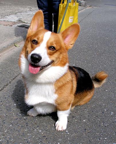 A dog image from https://images.dog.ceo/breeds/corgi-cardigan/n02113186_4902.jpg