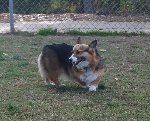 A dog image from https://images.dog.ceo/breeds/corgi-cardigan/n02113186_5618.jpg