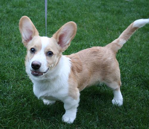 A dog image from https://images.dog.ceo/breeds/corgi-cardigan/n02113186_6173.jpg