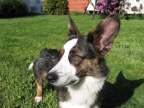 A dog image from https://images.dog.ceo/breeds/corgi-cardigan/n02113186_9809.jpg