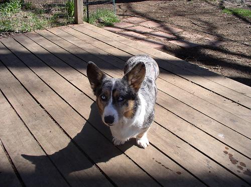 A dog image from https://images.dog.ceo/breeds/corgi-cardigan/n02113186_9935.jpg