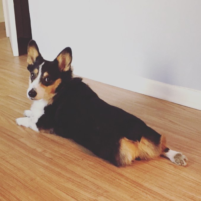 A dog image from https://images.dog.ceo/breeds/corgi/13263927_10154125975153449_6587119903523649180_n.jpg