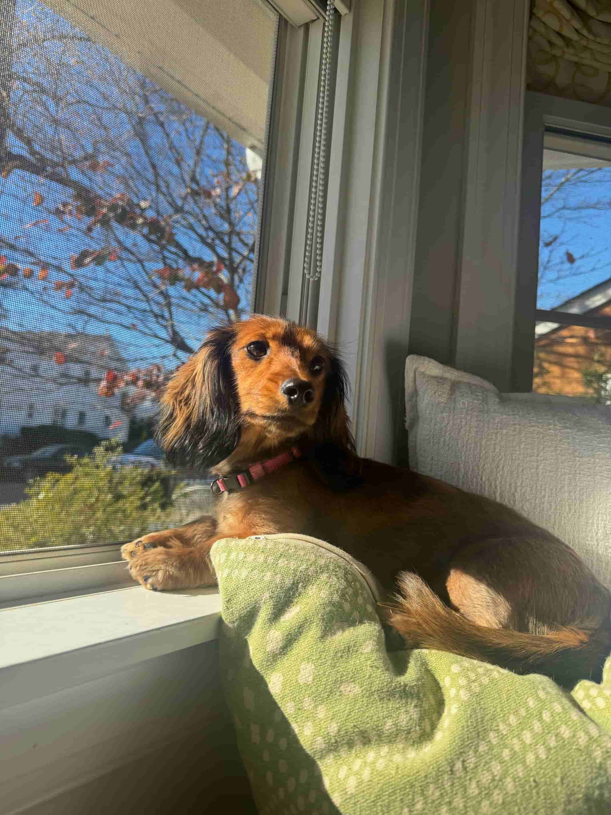 dachshund