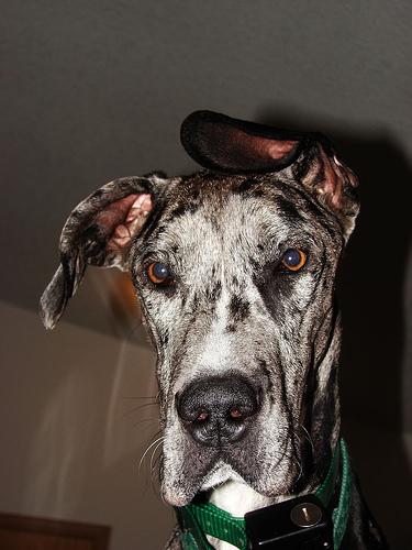 A dog image from https://images.dog.ceo/breeds/dane-great/n02109047_12916.jpg