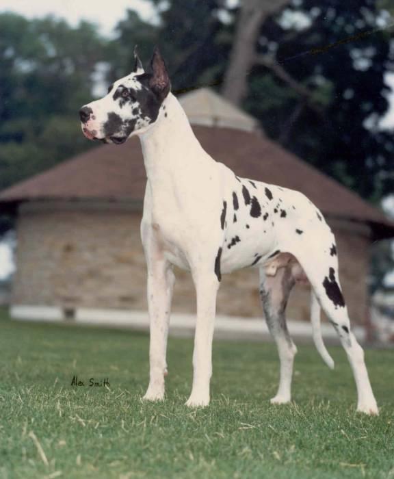 A dog image from https://images.dog.ceo/breeds/dane-great/n02109047_13040.jpg