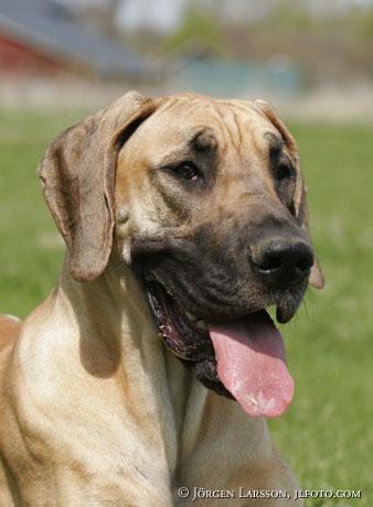 A dog image from https://images.dog.ceo/breeds/dane-great/n02109047_2009.jpg