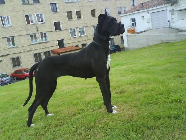 A dog image from https://images.dog.ceo/breeds/dane-great/n02109047_28433.jpg