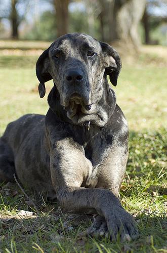 A dog image from https://images.dog.ceo/breeds/dane-great/n02109047_3001.jpg