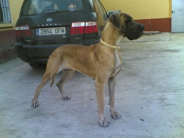 A dog image from https://images.dog.ceo/breeds/dane-great/n02109047_31274.jpg