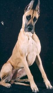 A dog image from https://images.dog.ceo/breeds/dane-great/n02109047_5005.jpg