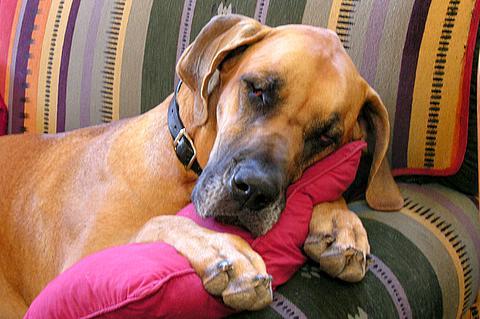 A dog image from https://images.dog.ceo/breeds/dane-great/n02109047_8139.jpg