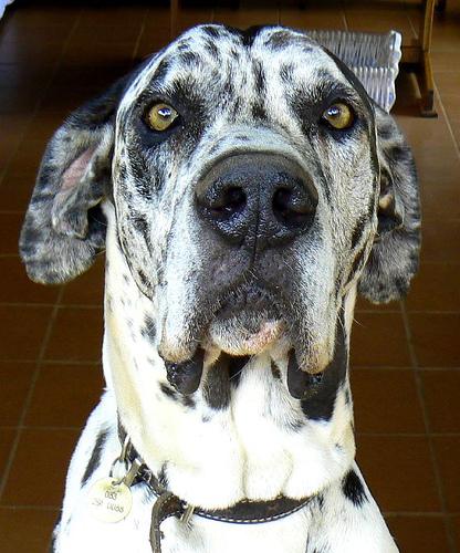 A dog image from https://images.dog.ceo/breeds/dane-great/n02109047_875.jpg