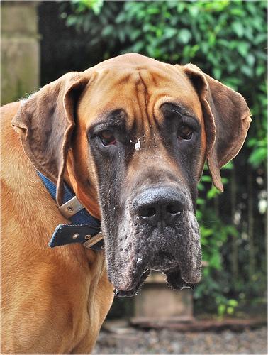 A dog image from https://images.dog.ceo/breeds/dane-great/n02109047_926.jpg