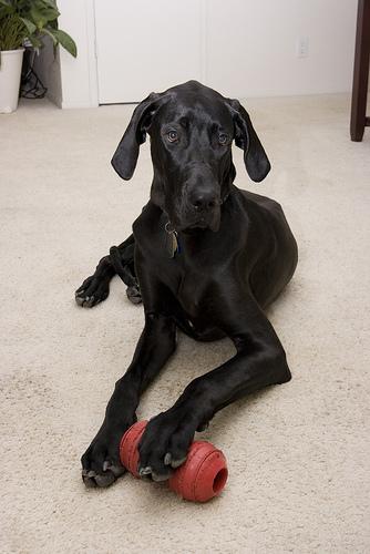 A dog image from https://images.dog.ceo/breeds/dane-great/n02109047_9604.jpg