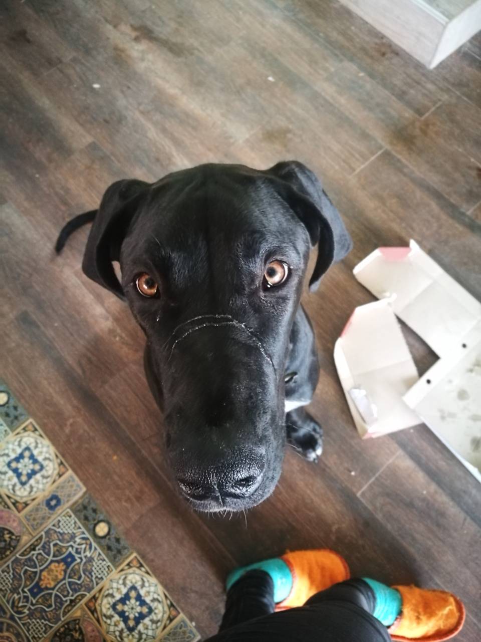 Duitse Dog