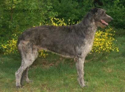 A dog image from https://images.dog.ceo/breeds/deerhound-scottish/n02092002_109.jpg