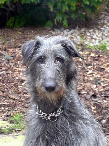 deerhound