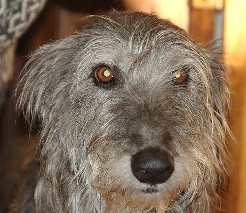 A dog image from https://images.dog.ceo/breeds/deerhound-scottish/n02092002_12394.jpg