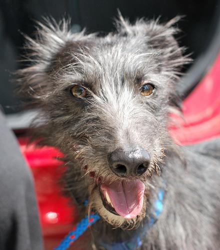 A dog image from https://images.dog.ceo/breeds/deerhound-scottish/n02092002_12414.jpg