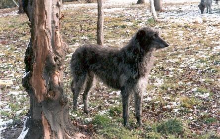 A dog image from https://images.dog.ceo/breeds/deerhound-scottish/n02092002_1242.jpg