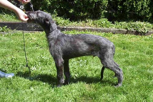 A dog image from https://images.dog.ceo/breeds/deerhound-scottish/n02092002_1253.jpg