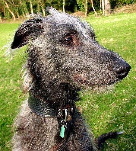 A dog image from https://images.dog.ceo/breeds/deerhound-scottish/n02092002_13372.jpg