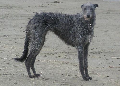 A dog image from https://images.dog.ceo/breeds/deerhound-scottish/n02092002_1339.jpg