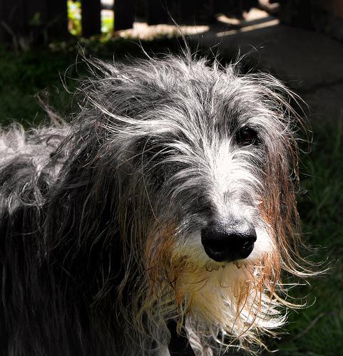 A dog image from https://images.dog.ceo/breeds/deerhound-scottish/n02092002_14540.jpg