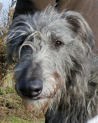 A dog image from https://images.dog.ceo/breeds/deerhound-scottish/n02092002_14771.jpg