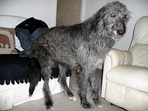 A dog image from https://images.dog.ceo/breeds/deerhound-scottish/n02092002_14825.jpg