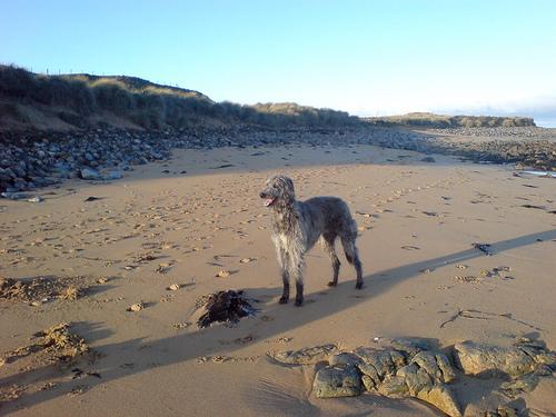 deerhound