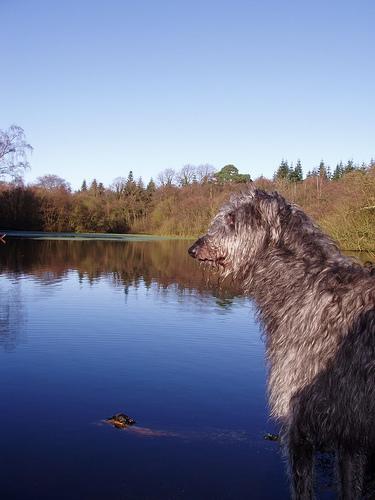 A dog image from https://images.dog.ceo/breeds/deerhound-scottish/n02092002_2097.jpg