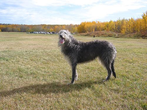 A dog image from https://images.dog.ceo/breeds/deerhound-scottish/n02092002_2448.jpg