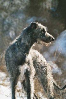 A dog image from https://images.dog.ceo/breeds/deerhound-scottish/n02092002_2558.jpg