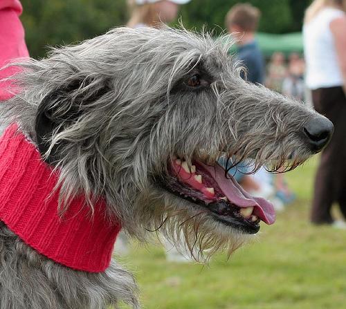 A dog image from https://images.dog.ceo/breeds/deerhound-scottish/n02092002_3.jpg