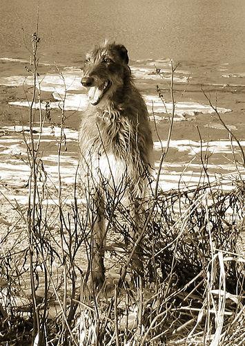 A dog image from https://images.dog.ceo/breeds/deerhound-scottish/n02092002_305.jpg