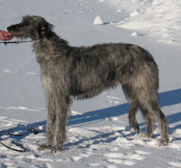 A dog image from https://images.dog.ceo/breeds/deerhound-scottish/n02092002_348.jpg