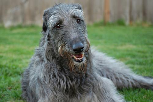 A dog image from https://images.dog.ceo/breeds/deerhound-scottish/n02092002_3485.jpg