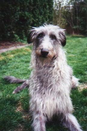 A dog image from https://images.dog.ceo/breeds/deerhound-scottish/n02092002_3968.jpg