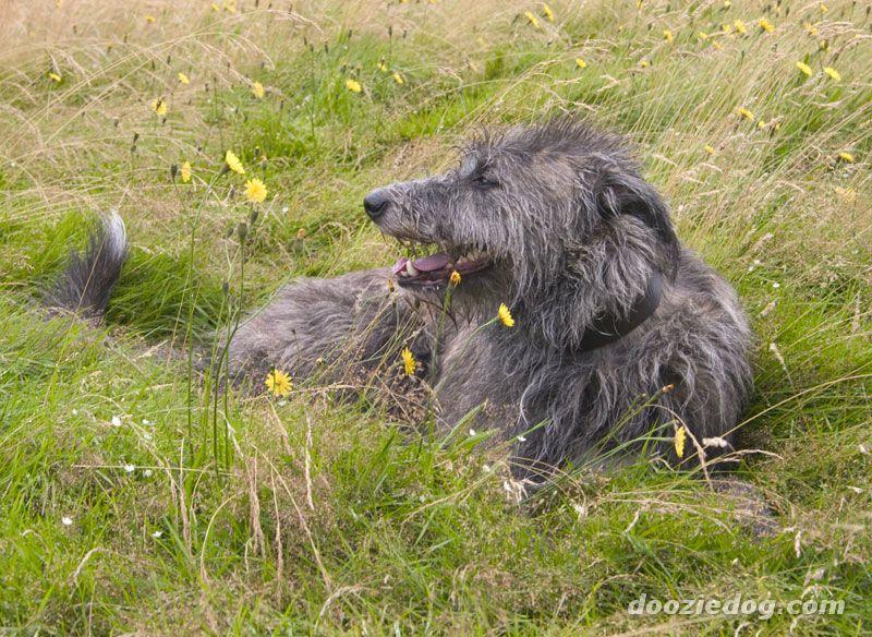 A dog image from https://images.dog.ceo/breeds/deerhound-scottish/n02092002_4296.jpg