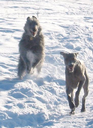 A dog image from https://images.dog.ceo/breeds/deerhound-scottish/n02092002_4596.jpg