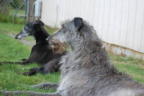 A dog image from https://images.dog.ceo/breeds/deerhound-scottish/n02092002_4898.jpg