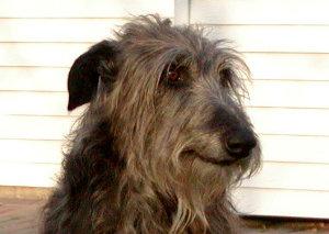 A dog image from https://images.dog.ceo/breeds/deerhound-scottish/n02092002_4921.jpg