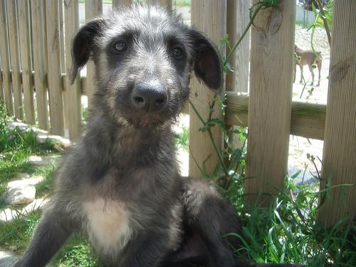 A dog image from https://images.dog.ceo/breeds/deerhound-scottish/n02092002_5222.jpg